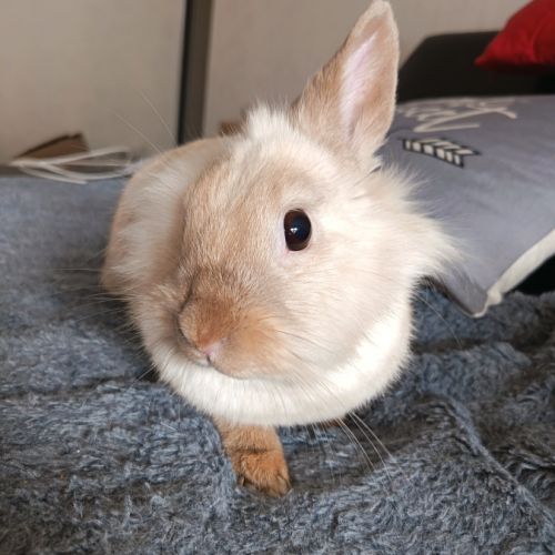 🐰 adoption – 3 lapines naines #2