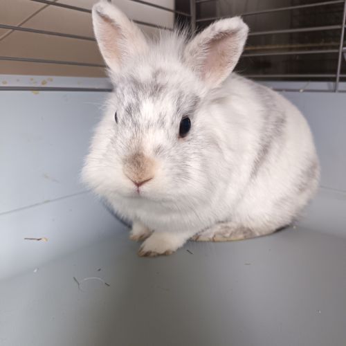 🐰 adoption – 3 lapines naines #4