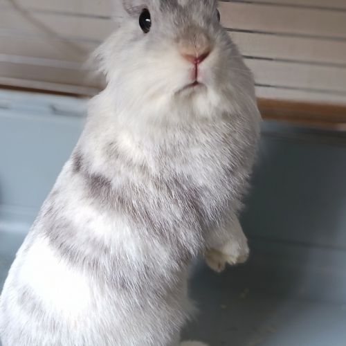 🐰 adoption – 3 lapines naines #5