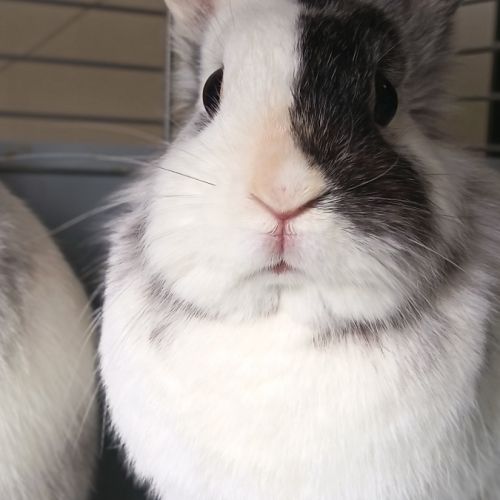 🐰 adoption – 3 lapines naines #6