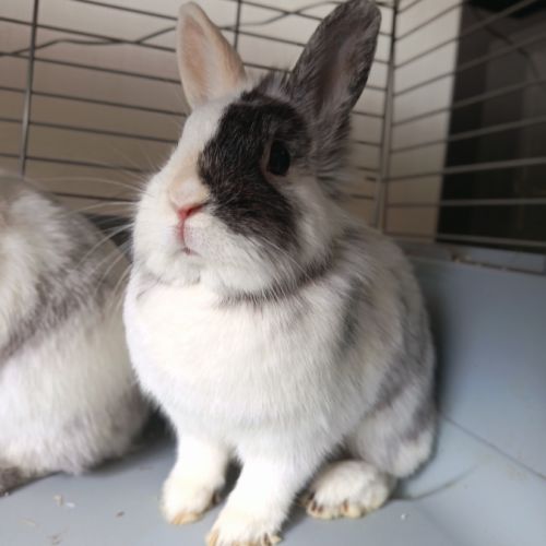 🐰 adoption – 3 lapines naines