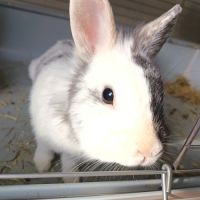 🐰 adoption – 3 lapines naines #3