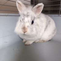 🐰 adoption – 3 lapines naines #4