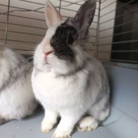 🐰 adoption – 3 lapines naines