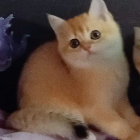 Chaton scottish straight #0