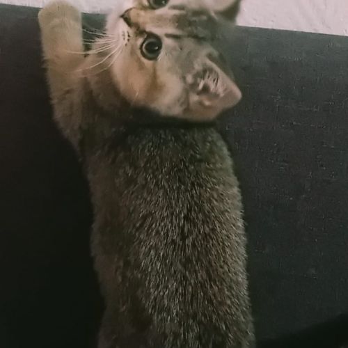 Chaton scottish straight #2