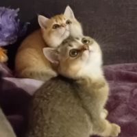 Chaton scottish straight #3