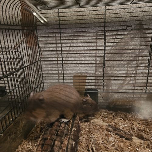 Octodons (2ans) à donner #1