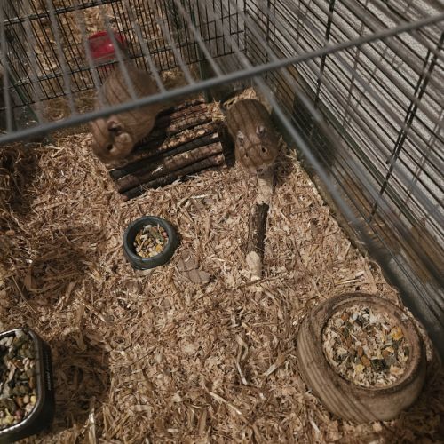 Octodons (2ans) à donner #0