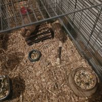 Octodons (2ans) à donner