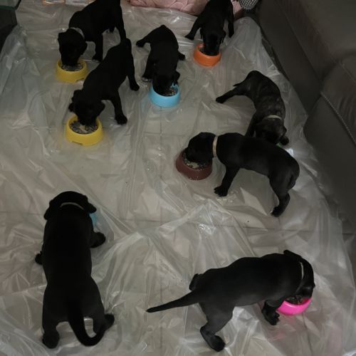 Portée de 7 femelles cane corso #1