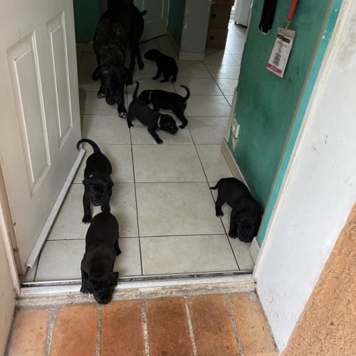 Portée de 7 femelles cane corso #2