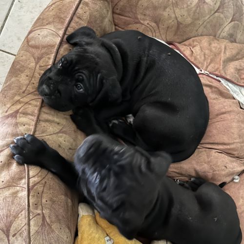 Portée de 7 femelles cane corso #3