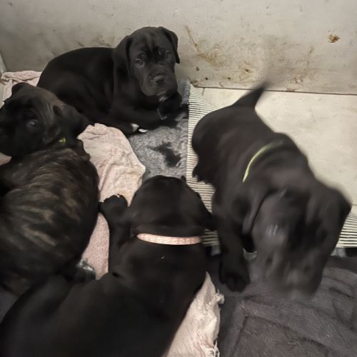 Portée de 7 femelles cane corso #4