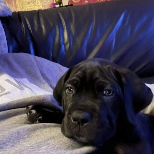 Portée de 7 femelles cane corso
