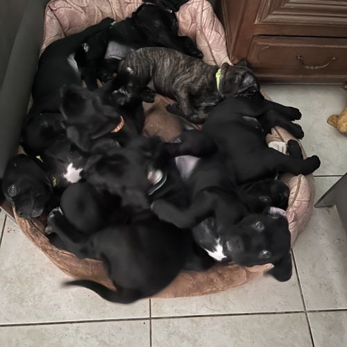 Portée de 7 femelles cane corso #6