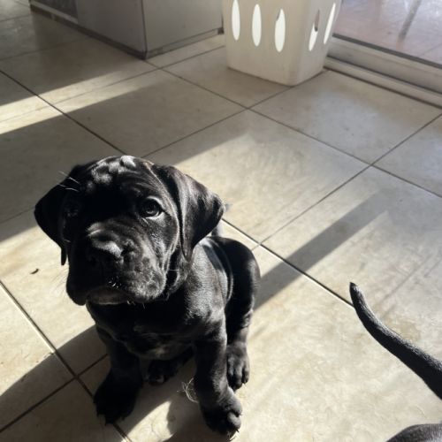 Portée de 7 femelles cane corso #7