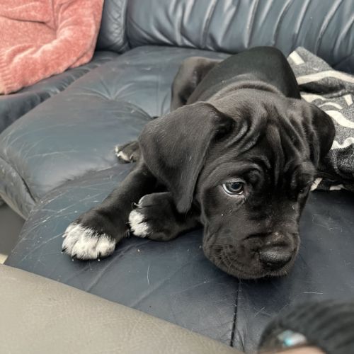 Portée de 7 femelles cane corso #8
