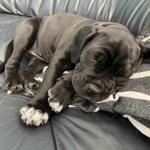Portée de 7 femelles cane corso #9
