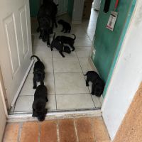 Portée de 7 femelles cane corso #2