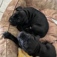 Portée de 7 femelles cane corso #3