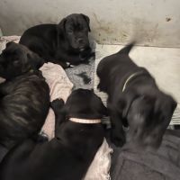 Portée de 7 femelles cane corso #4