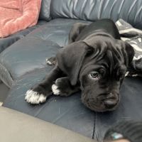 Portée de 7 femelles cane corso #8