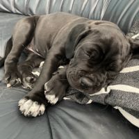 Portée de 7 femelles cane corso #9