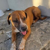 Chien muffin à l adoption