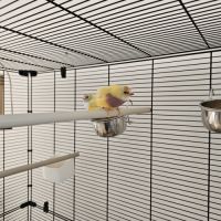 Diamant de gould mâle et femelle #2