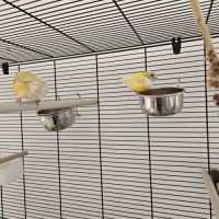 Diamant de gould mâle et femelle