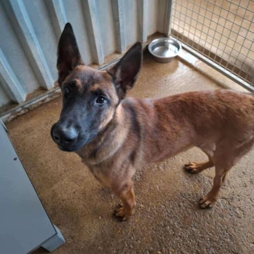 Chien fly à l adoption #0