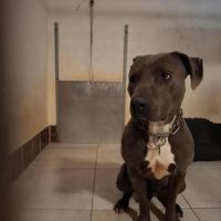 Chien kiff à l adoption