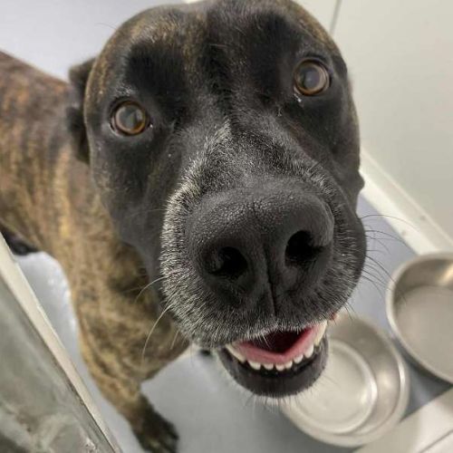 Chien donuts à l adoption #0