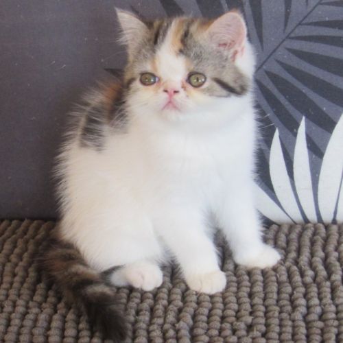 Magnifique femelle exotic shorthair loof #0