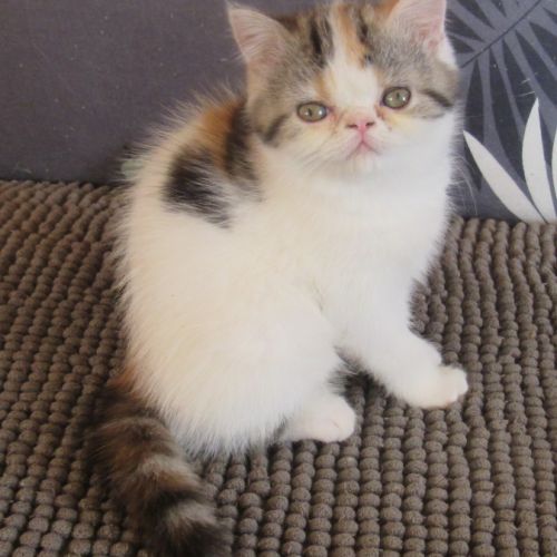Magnifique femelle exotic shorthair loof #2