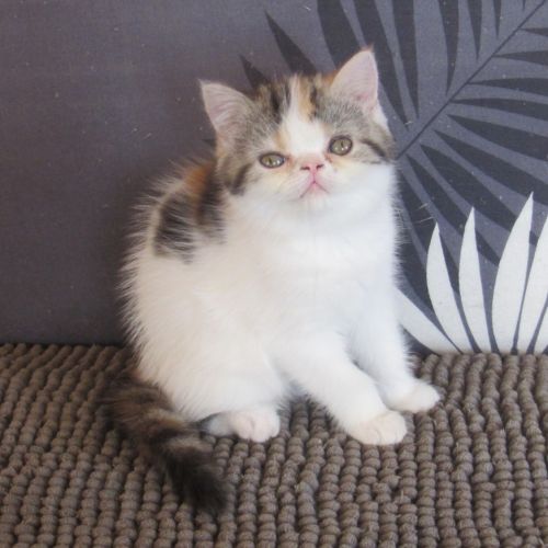Magnifique femelle exotic shorthair loof #3