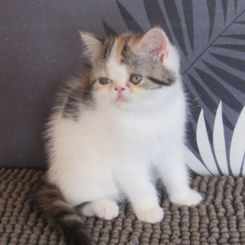 Magnifique femelle exotic shorthair loof #4