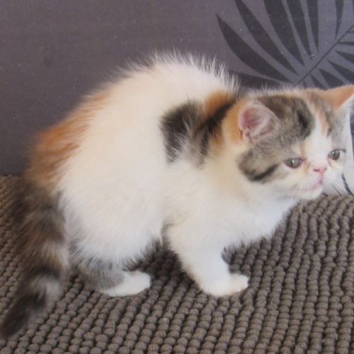 Magnifique femelle exotic shorthair loof #5