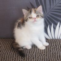 Magnifique femelle exotic shorthair loof #3