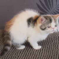 Magnifique femelle exotic shorthair loof #5