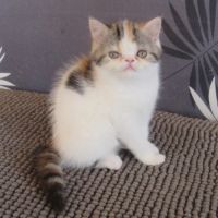 Magnifique femelle exotic shorthair loof #6