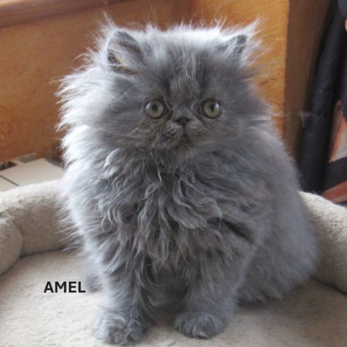 2 superbes chatons persans femelles loof #0