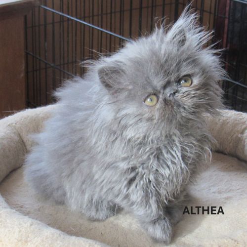 2 superbes chatons persans femelles loof #5