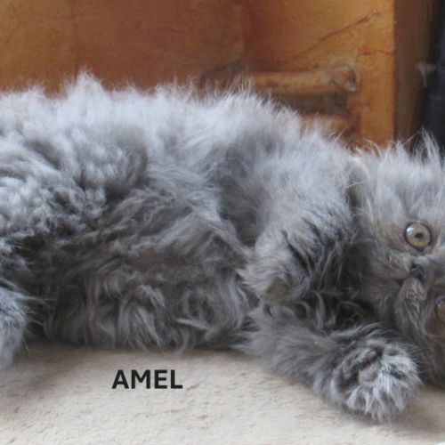 2 superbes chatons persans femelles loof #6