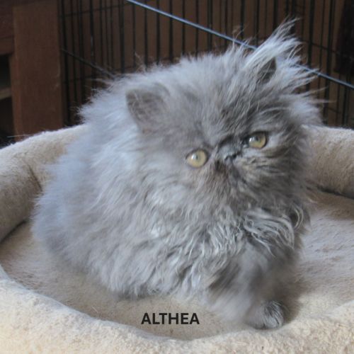 2 superbes chatons persans femelles loof #7