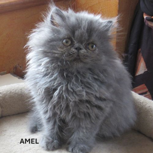 2 superbes chatons persans femelles loof #8