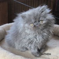 2 superbes chatons persans femelles loof #1