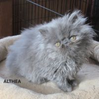 2 superbes chatons persans femelles loof #3