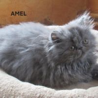 2 superbes chatons persans femelles loof #4